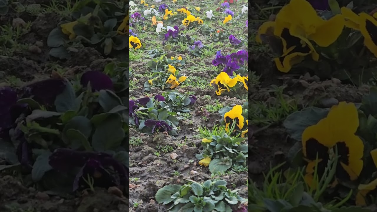 kattuchembakam /നീ പോകാതെ പോകാതെ.... summar 💚#flowers #beautifulflowers video by hannah