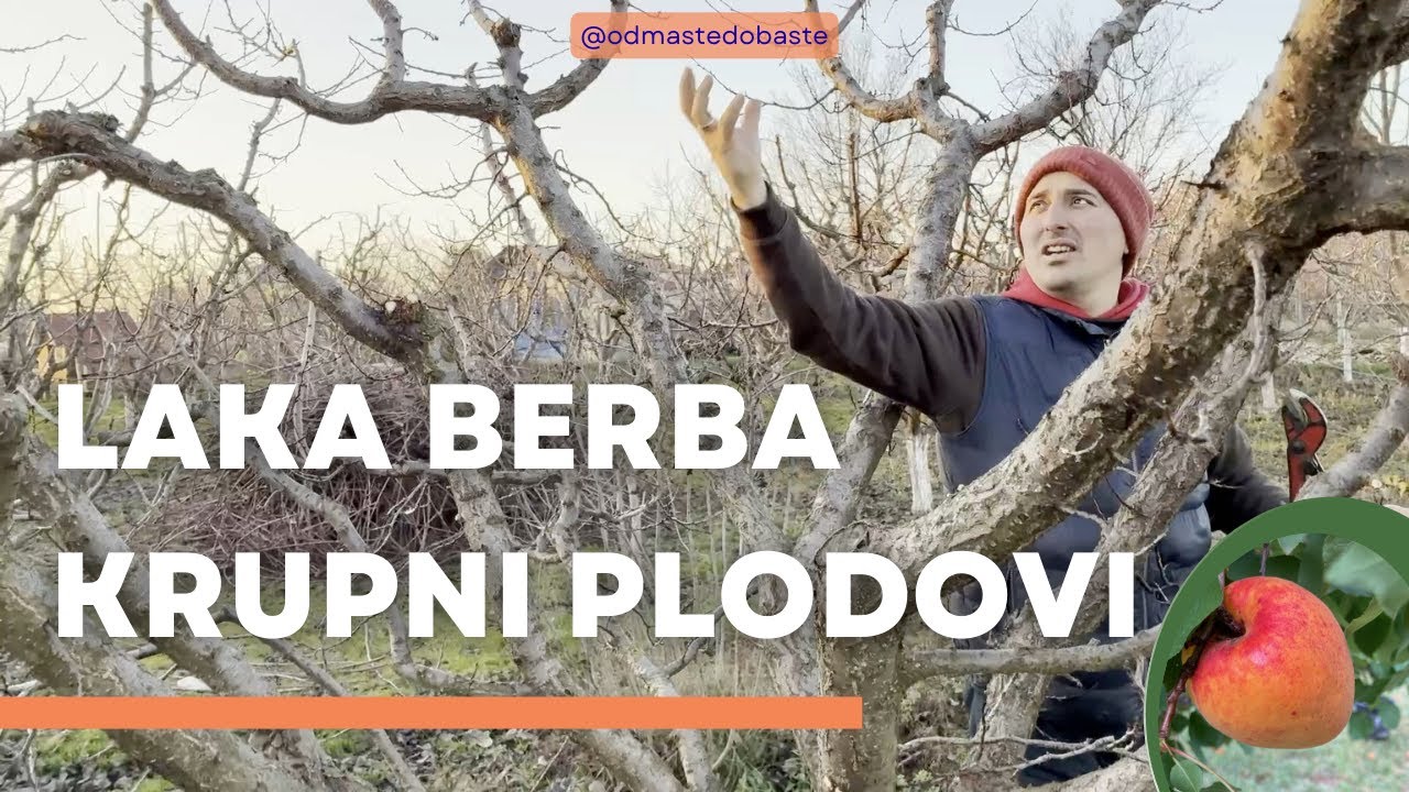 Orezivanje kajsije – princip otvorene šake (pehar)
