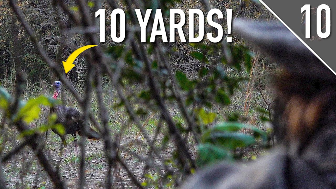 ALABAMA GOBBLER at 10 YARDS!!