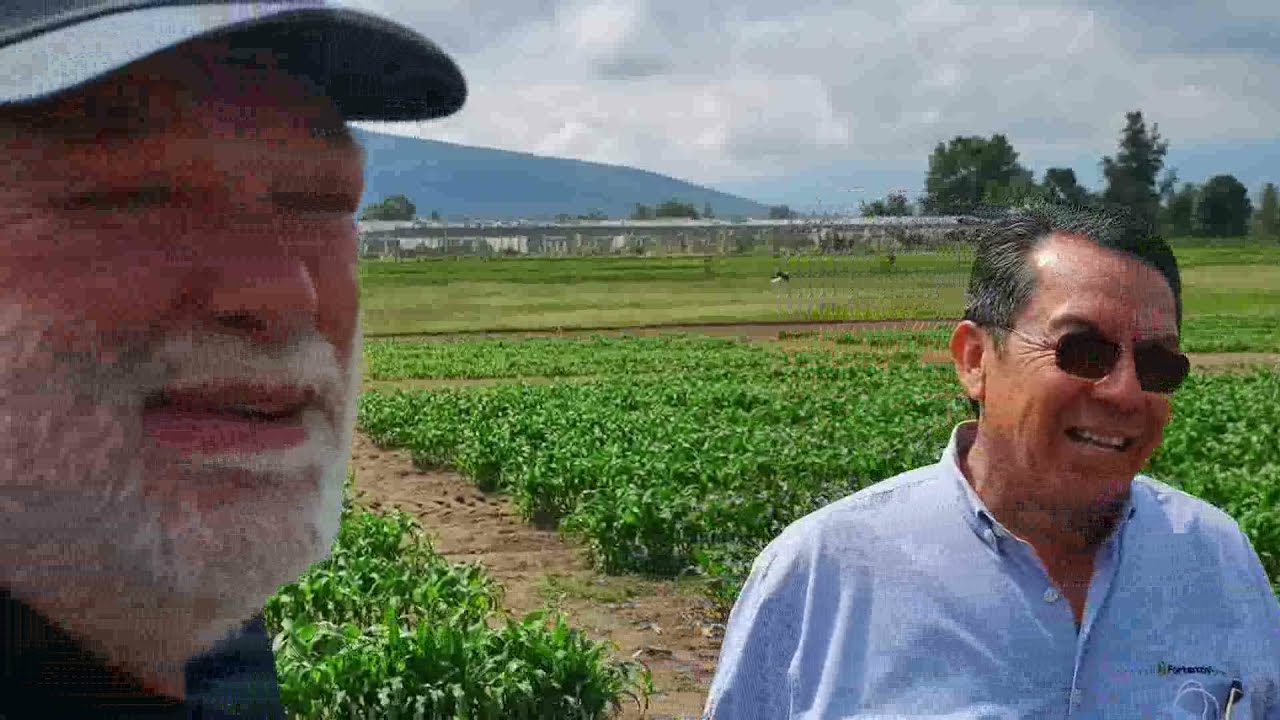 Atider Alto Rendimiento de Maíz  en hiperdensidad al 21 de junio 2021 en etapa V4 a V5