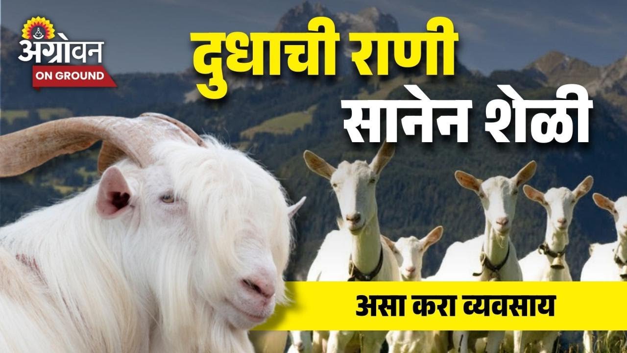 Saanen Goat Breed :सर्वात जास्त दूध, मांस, पैदाशीसाठी पाळा सानेन शेळ्या | Saanen Goat Farming Guide