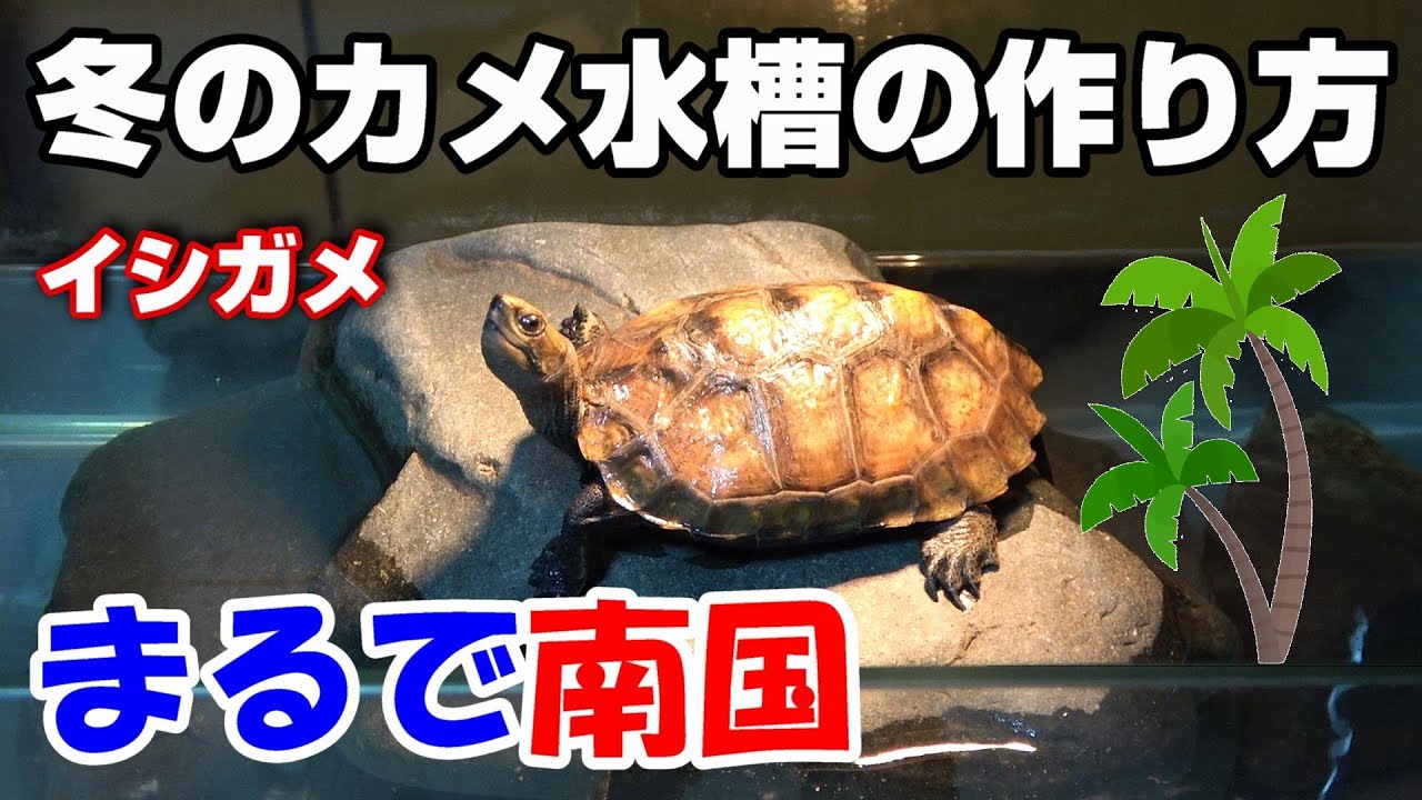 【カメ水槽】意外と知らない亀飼育！冬を越せない理由！【川で拾ったイシガメ飼育】