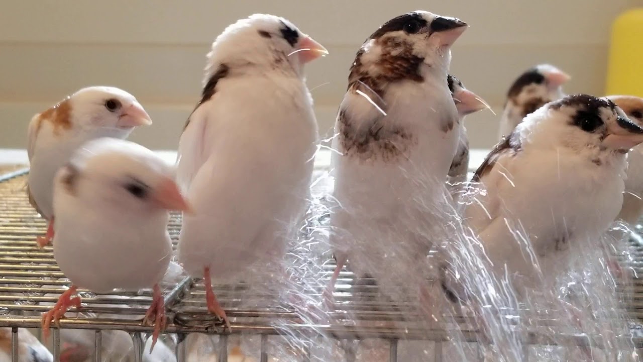 2020/3/30 十姉妹🌾水浴び🐤