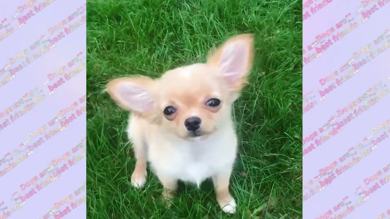 Funny and cute pets  Part 6.