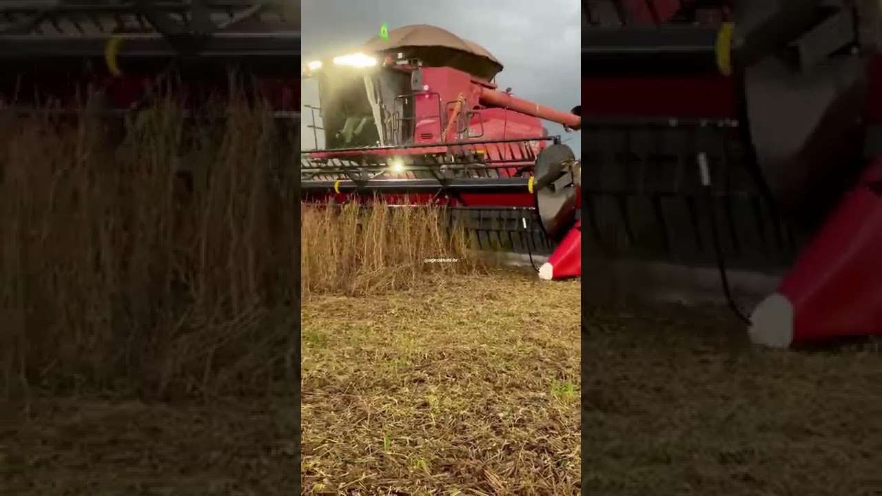 video pra status de colhedeira (colhendo soja) agricultura_br