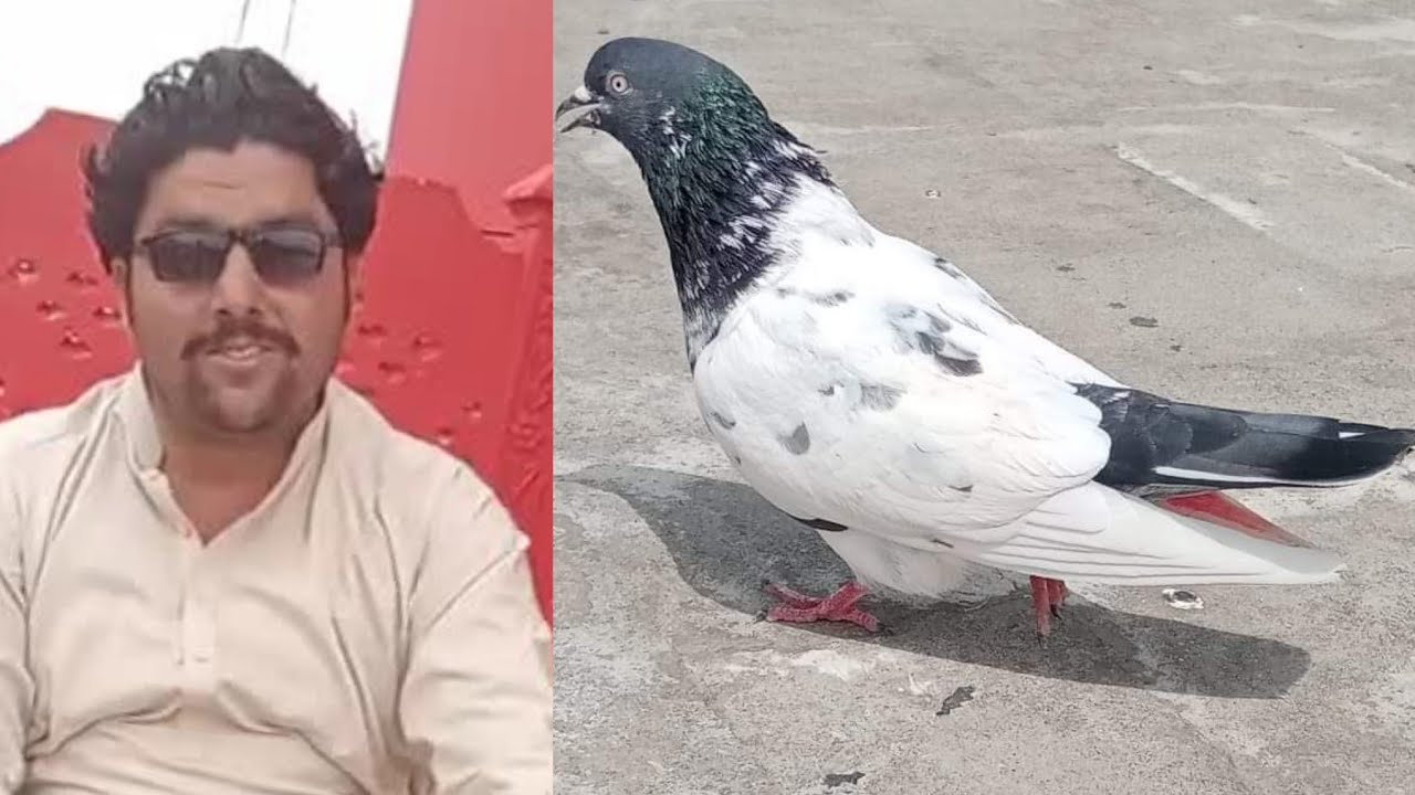 Ustad Farooq Azam Khan Kalekhel Piplan ki chat se pigeons shoq