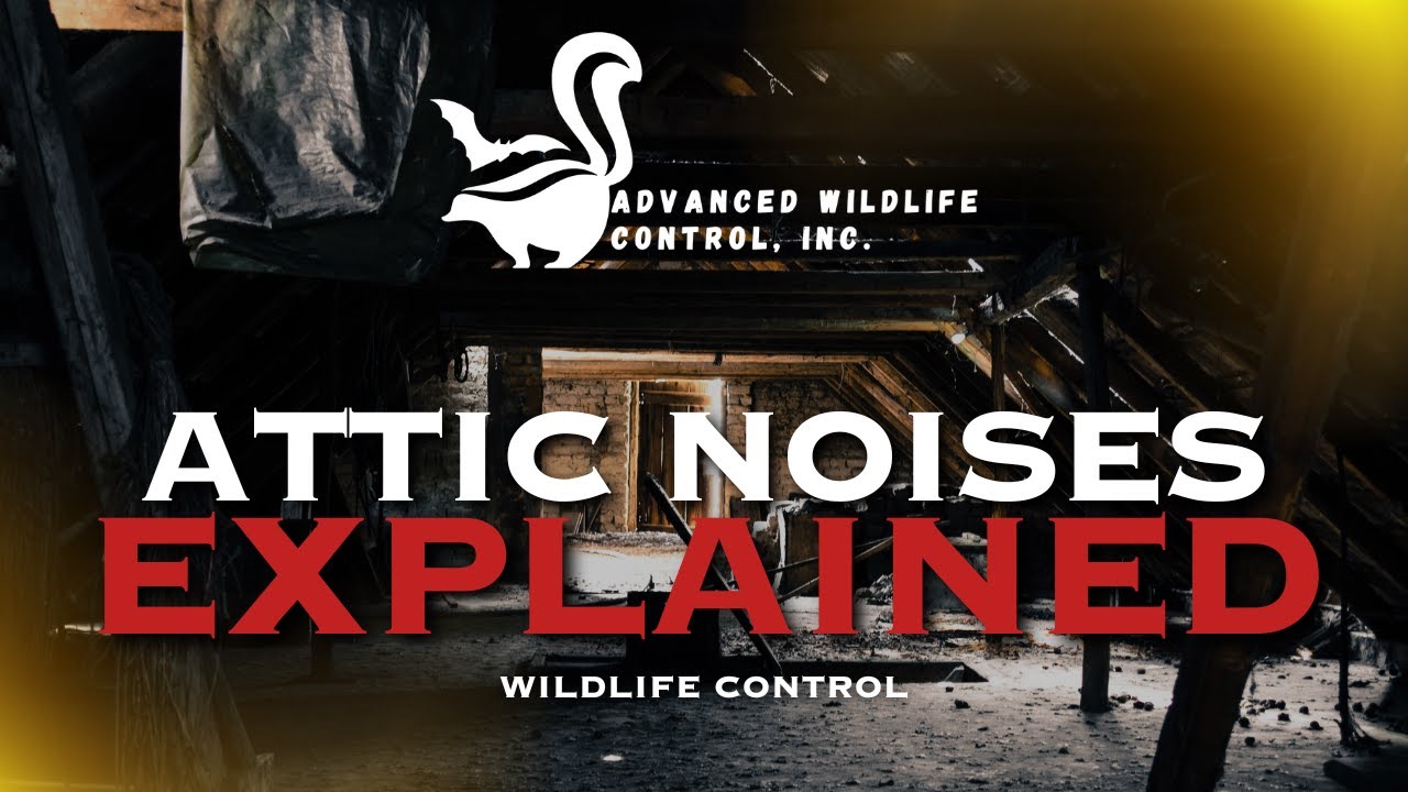 Attic Noises: Squirrels vs  Bats | How to Tell the Difference | New Hampshire & Maine