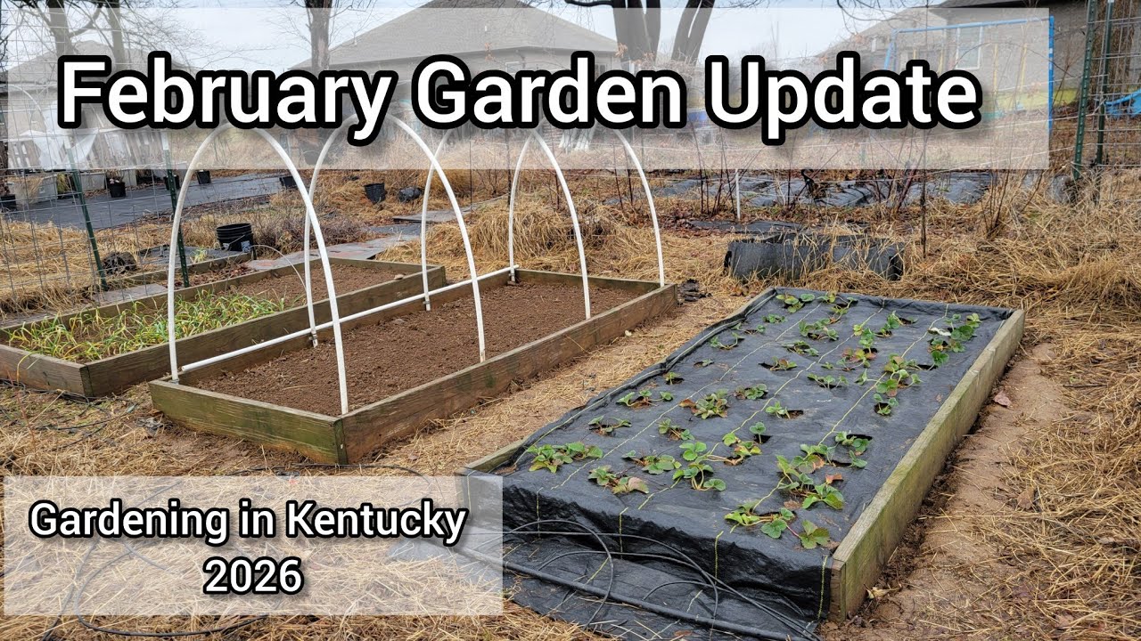 February Garden Update | Strawberries, Garlic, Tulips, and Greenhouse Issues