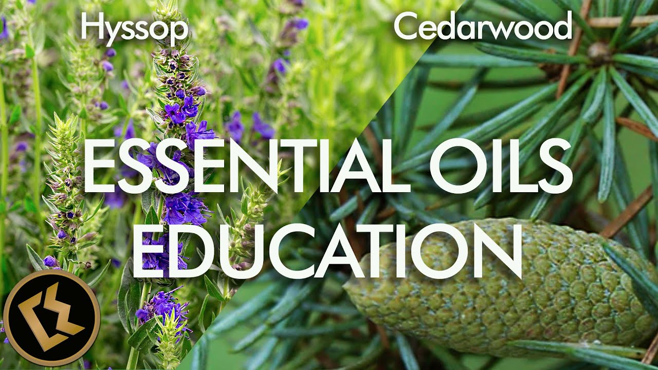 Cedarwood and Hyssop | ESSENTIAL OILS EDUCATION