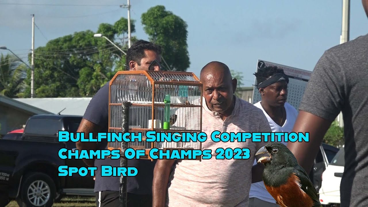 Bullfinch Singing Competition Champs Of Champs 2023 Spot Bird
