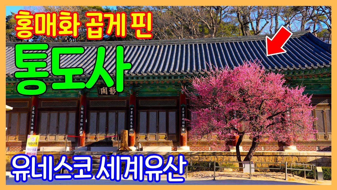 양산 통도사 홍매화 감상 / 유네스코 세계유산 | 대한민국 좋은 여행지 | Korea Temple