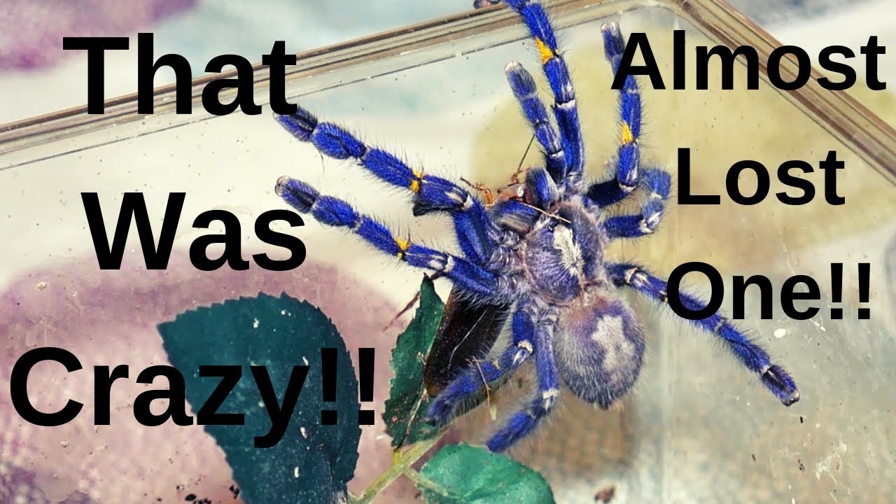 Tarantula Feeding Video 48 (Fast spiders!)