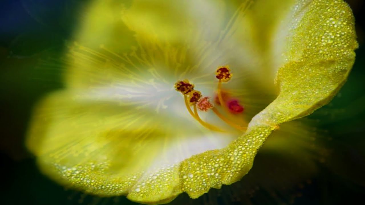 Magic!, The flowers more beautiful! (HD1080p)