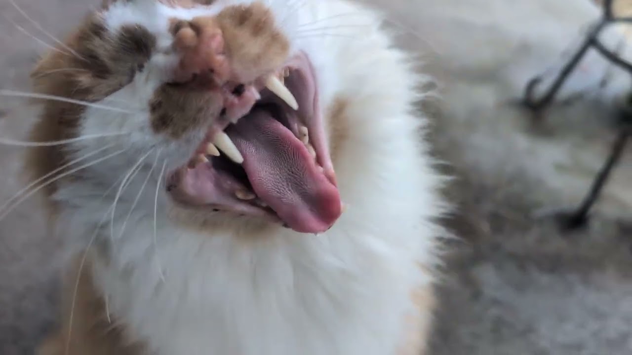 Hobbes,the cat...