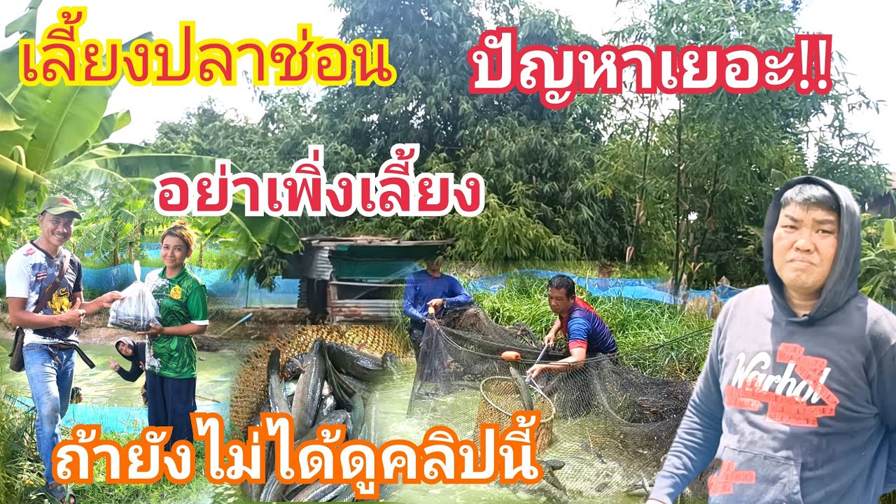 เลี้ยงปลาช่อนปัญหาเยอะ!!อย่าเพิ่งเลี้ยงถ้ายังไม่ได้ดูคลิปนี้#ปัญหาต้นทุนกำไรคลิปนี้มีคำตอบ