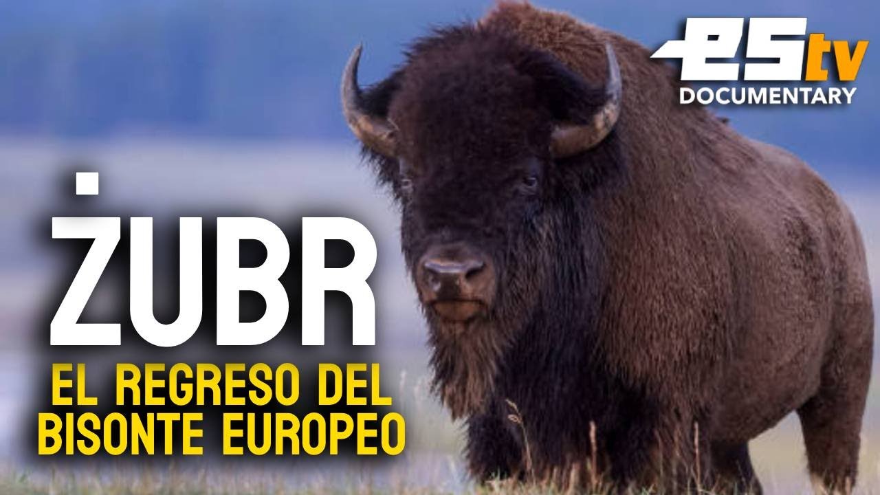 ŻUBR , El regreso del bisonte europeo