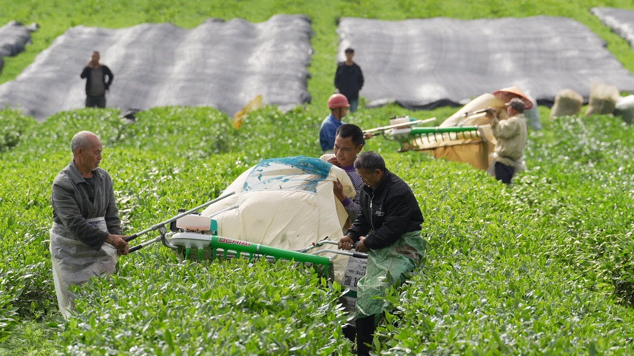 Le matcha, une nouvelle force motrice « verte » pour l’industrie du thé