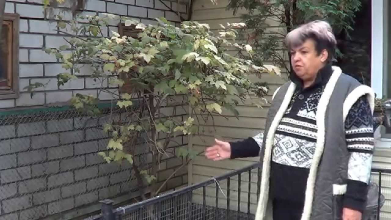 Садоводство. Калина. ПРАВИЛА УХОДА ЗА КАЛИНОЙ . Топ-20 самых лучших кустарников для сада