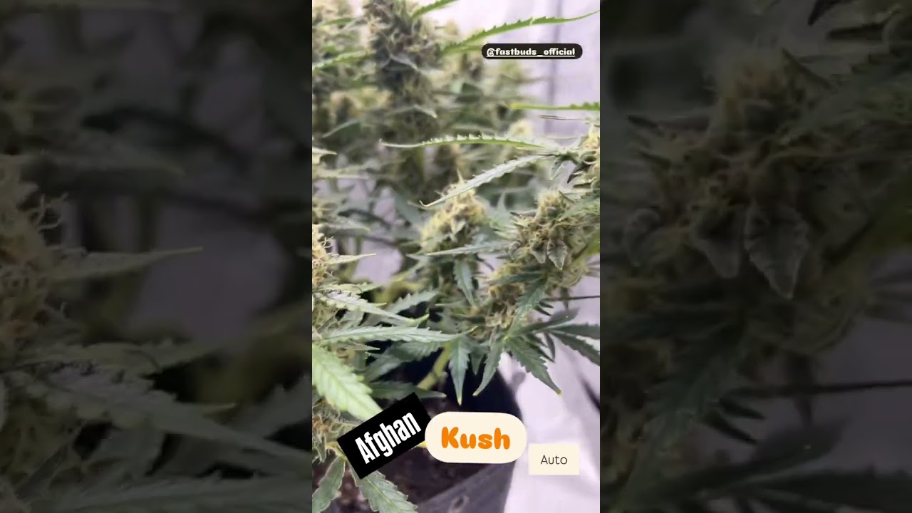 Afghan Kush Auto breakdownapound swick