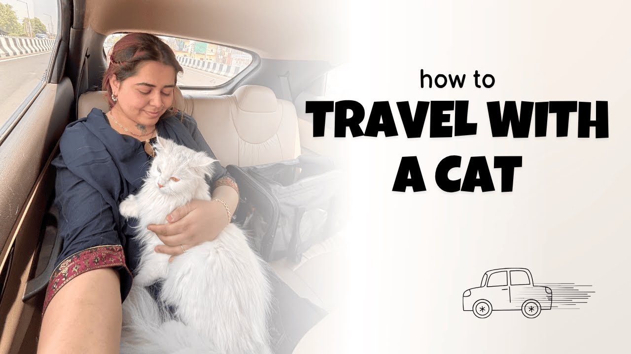 Travelling with a Cat in India | Noor’s First Car Travel -.Vlog 1