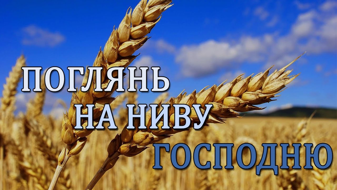 Поглянь на ниву Господню №246
