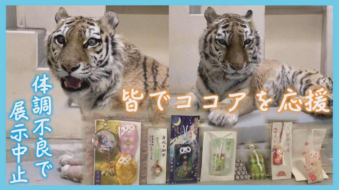 足に障害あるアムールトラ　体調崩し展示中止・釧路市　「ココア」応援しようとファン訪れる　北海道