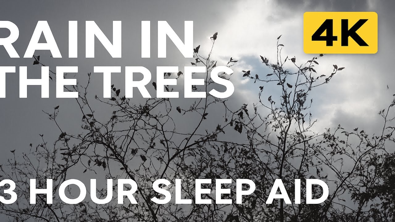 3+ Hours of Gentle Rain in The Trees for Deep Sleep & Relaxation in 4K Ambience | Nature ASMR