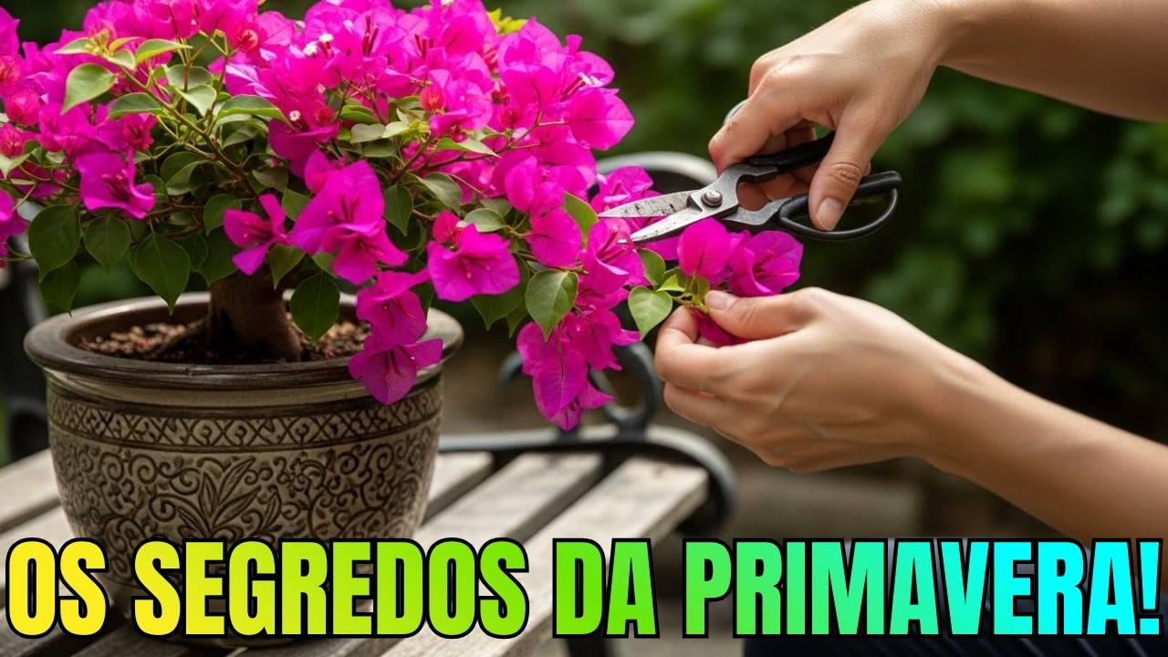 TUDO o que VOCÊ PRECISA SABER sobre BOUGANVILLEA PRIMAVERA! (DICAS e CUIDADOS)