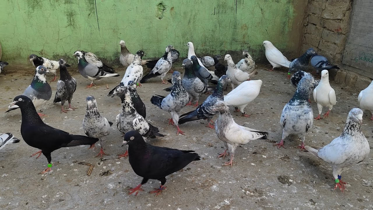 Pigeon 🐦 lovers 💖 only shok 🐦