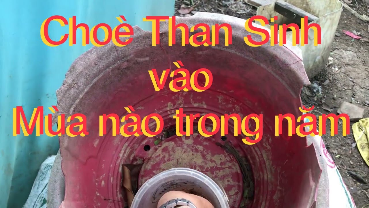 Chim choè Than Sinh Sản vào tháng mấy của năm t811 |​⁠@Thích nuôi tv