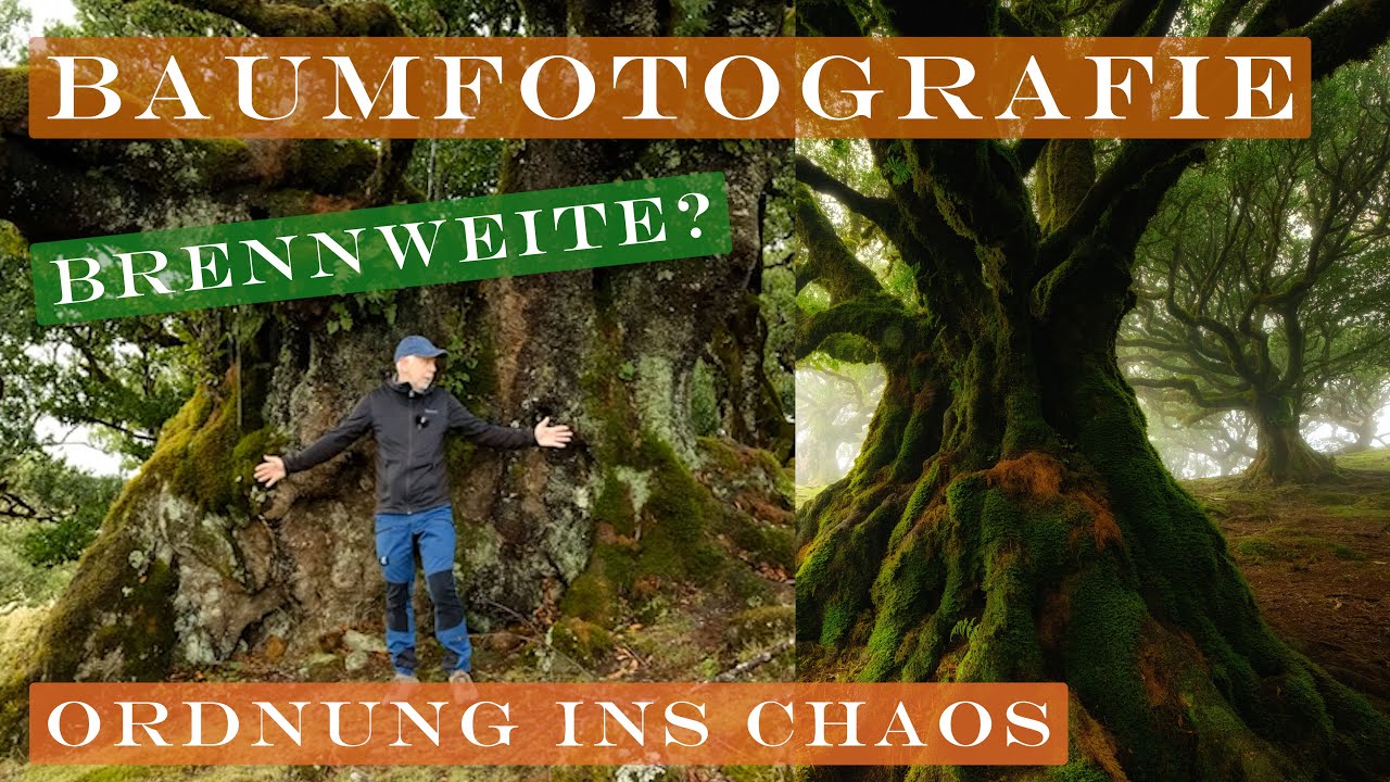 Landschaftsfotografie | Baumfotografie | Madeira | Fuji X-T5 | XF8-16mm und XF 16-55mm