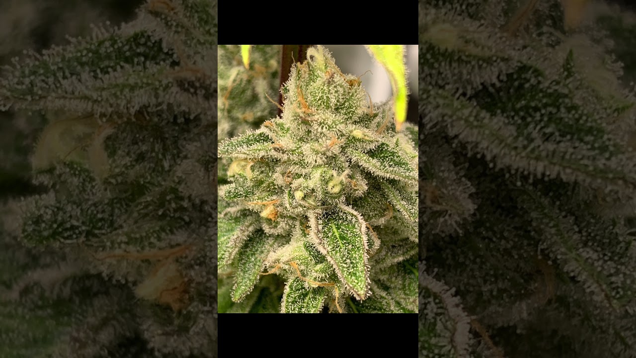 Cement Shoes x MAC V2 bred by DOLLASEEDZ grown out by NothernGreenThumb1988 using Simproformula!