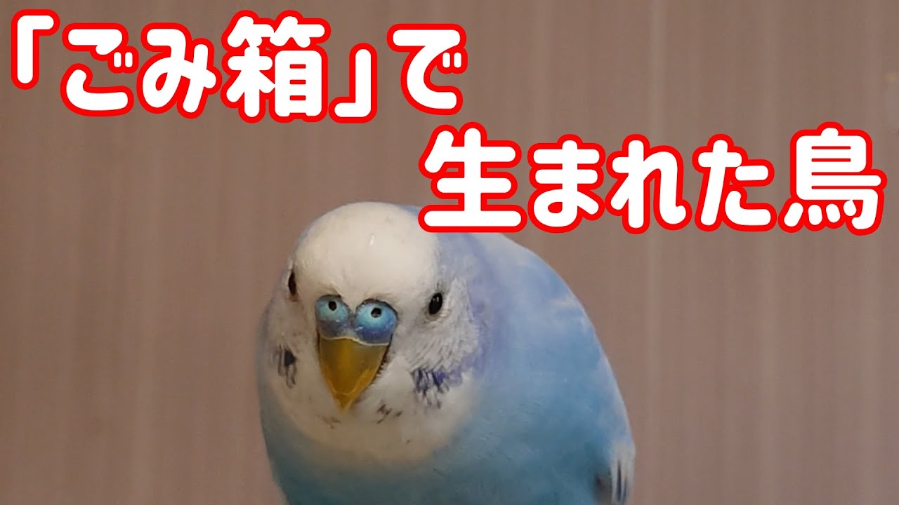 ごみ箱で生まれた鳥（飛べない鳥の成長記録）【セキセイインコ】