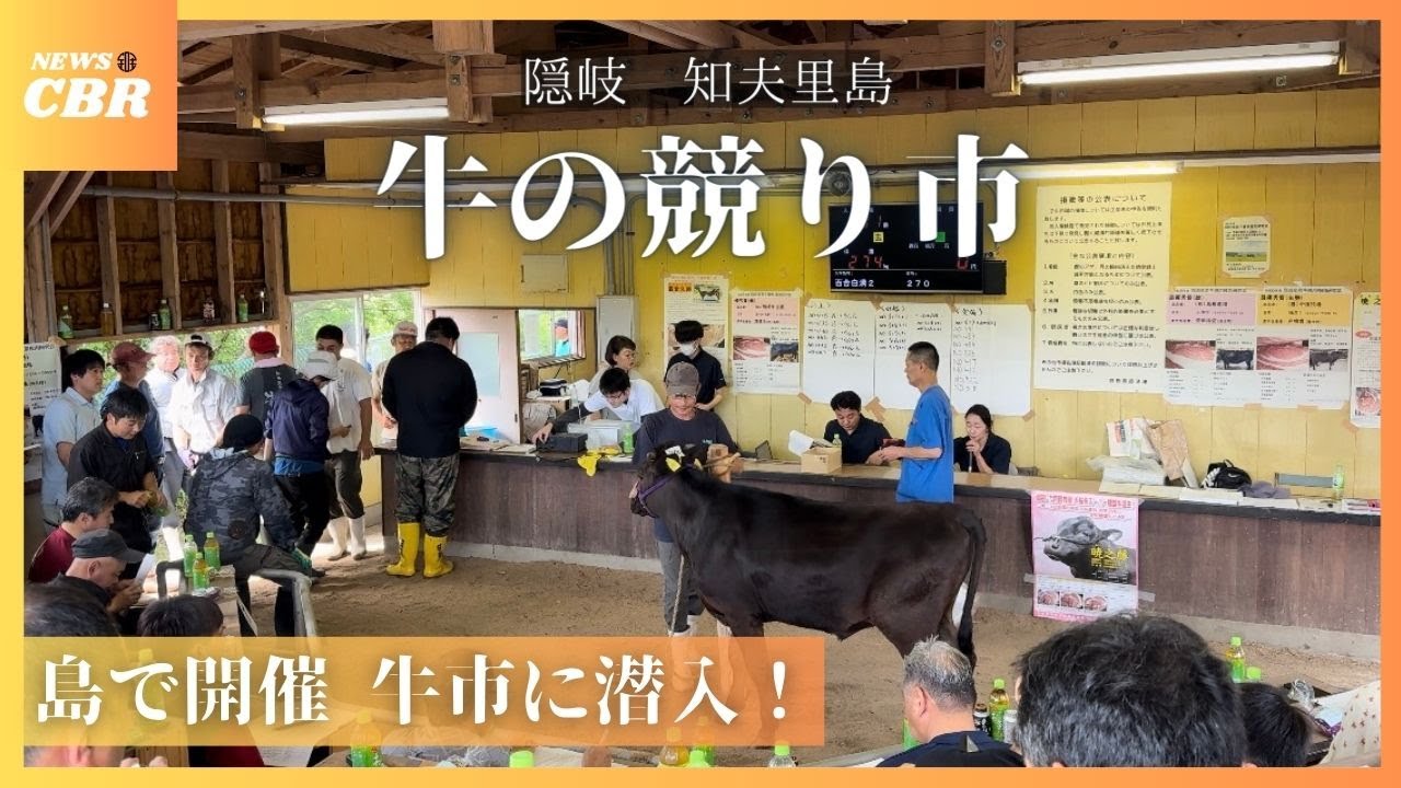 【牛市】知夫里島の子牛のセリに潜入しました🐄　＃隠岐