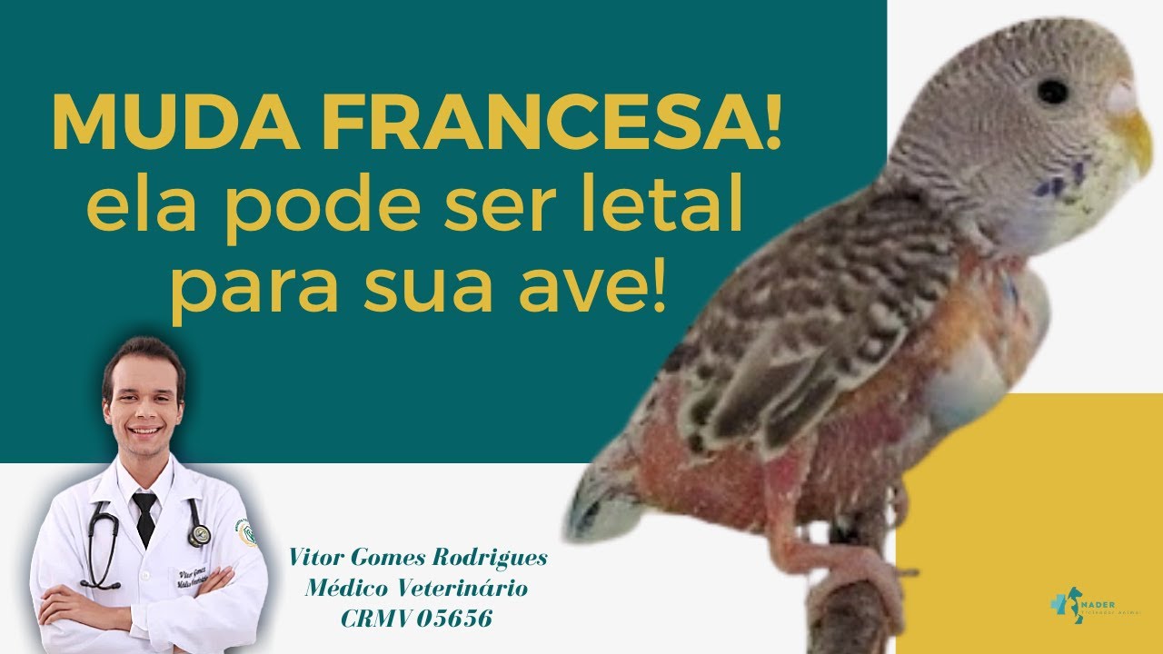Queda de penas da ave pode ser sinal de muda francesa e pode matar!