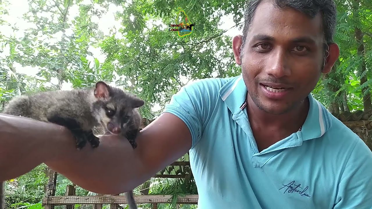 කලවැද්දෝ | The Asian palm civet | Unseen Lanka