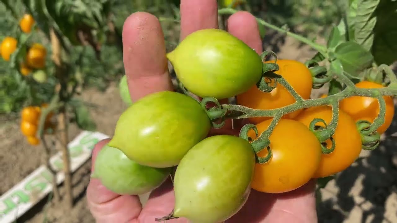 SemiStrani.it - Pomodoro Principe Borghese del Vesuvio Giallo / Piennolo Giallo