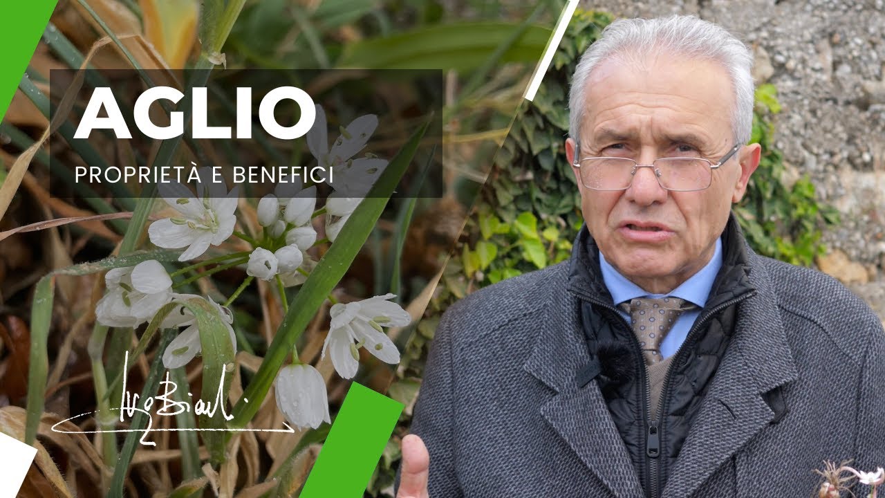 Benefici e Proprietà dell'AGLIO selvatico