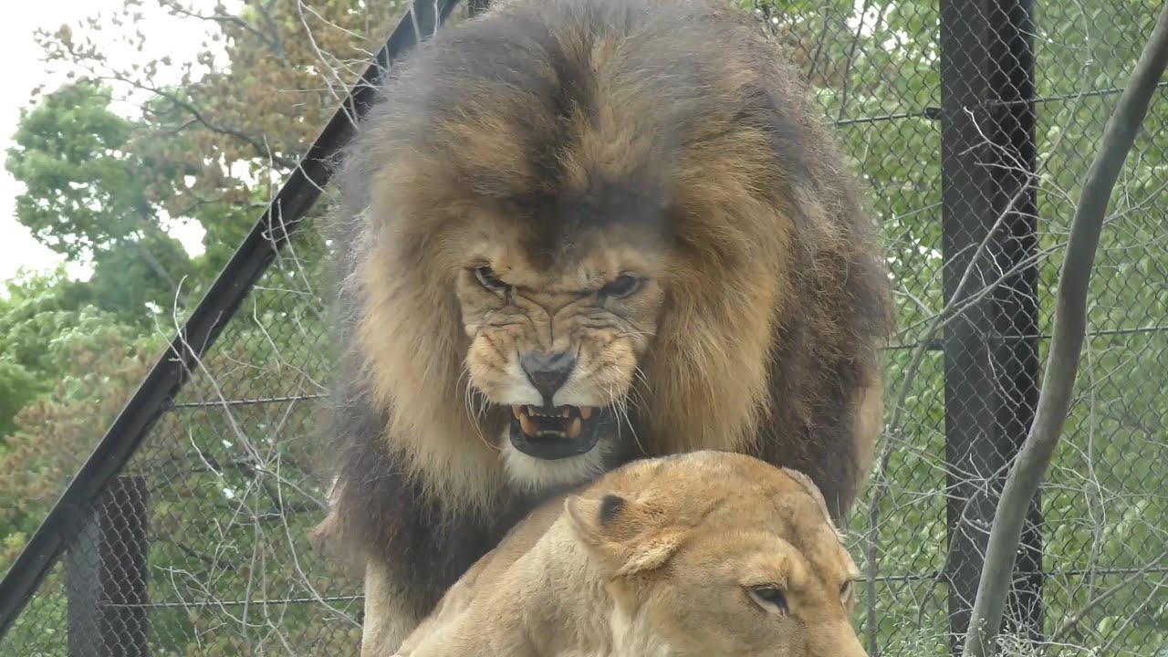 ライオン　キュウゾウくん　そんな顔をするんですね　【茶臼山動物園】Lion Chausuyama Zoo