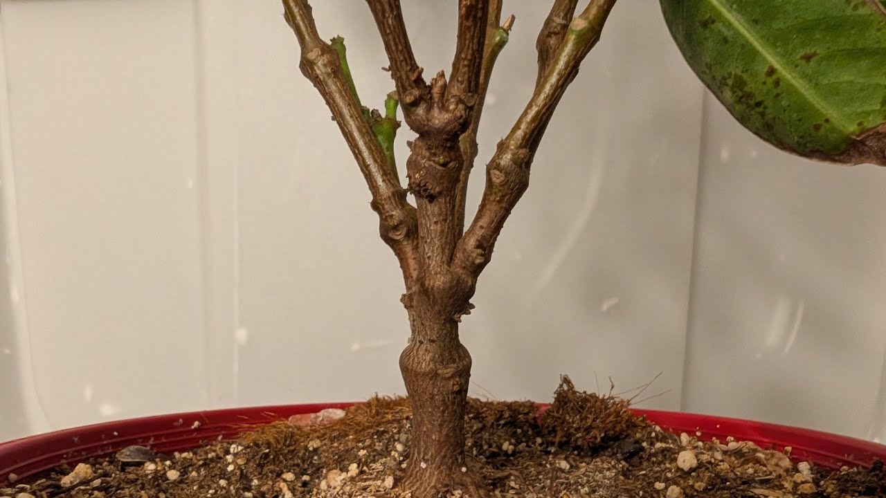 Rock Trumpet and Jade cutting trims