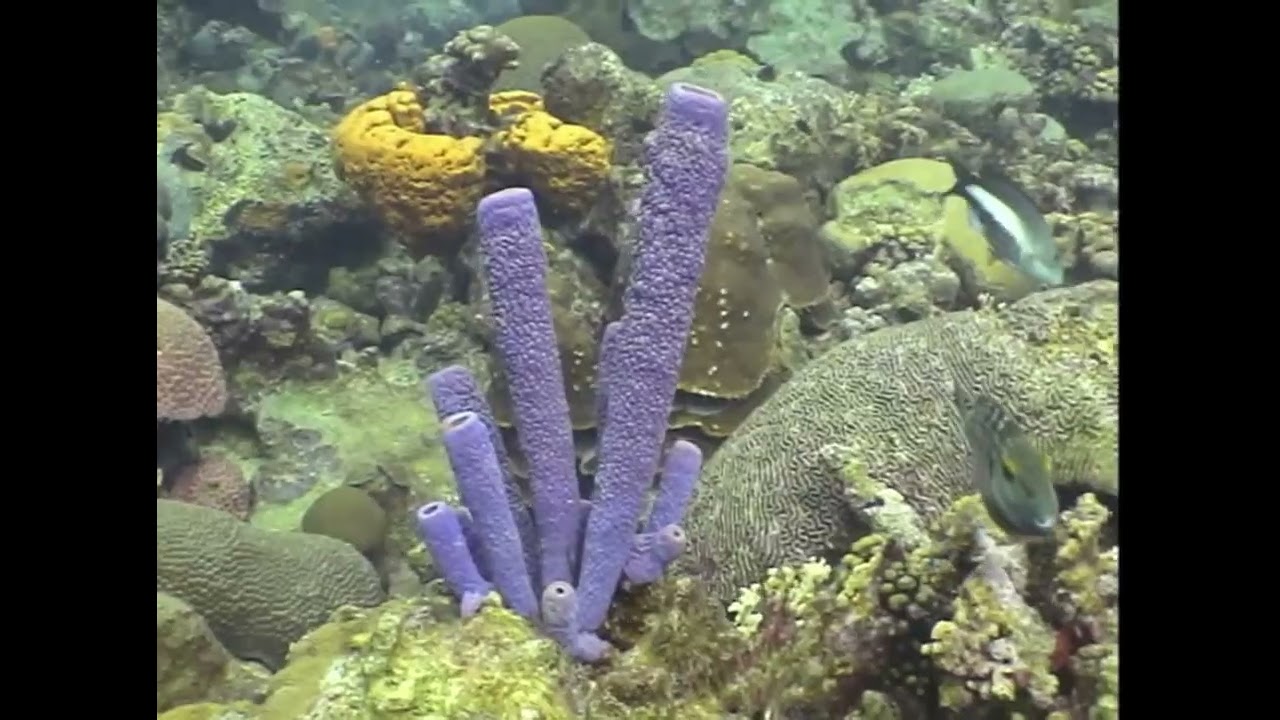 2005 Bonaire video compilation