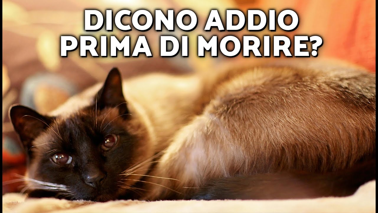 Come salutano i gatti prima di morire? 😿 Ecco i segnali da non ignorare.