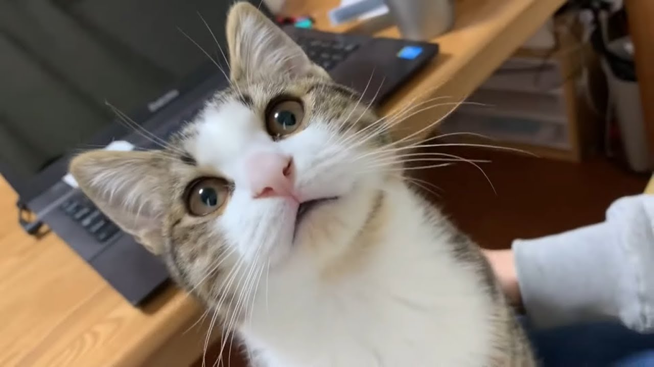 順番にお母さんの膝の上で甘えるデコ豆がかわいい
