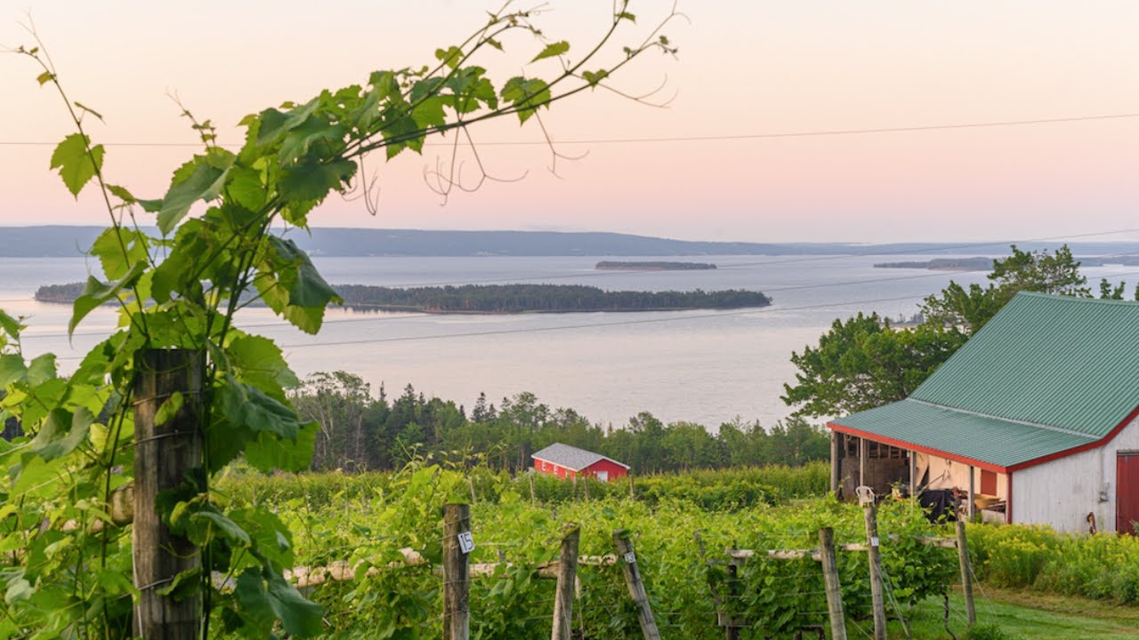 #WineWednesday 🥂Eileanan Brèagha Vineyards