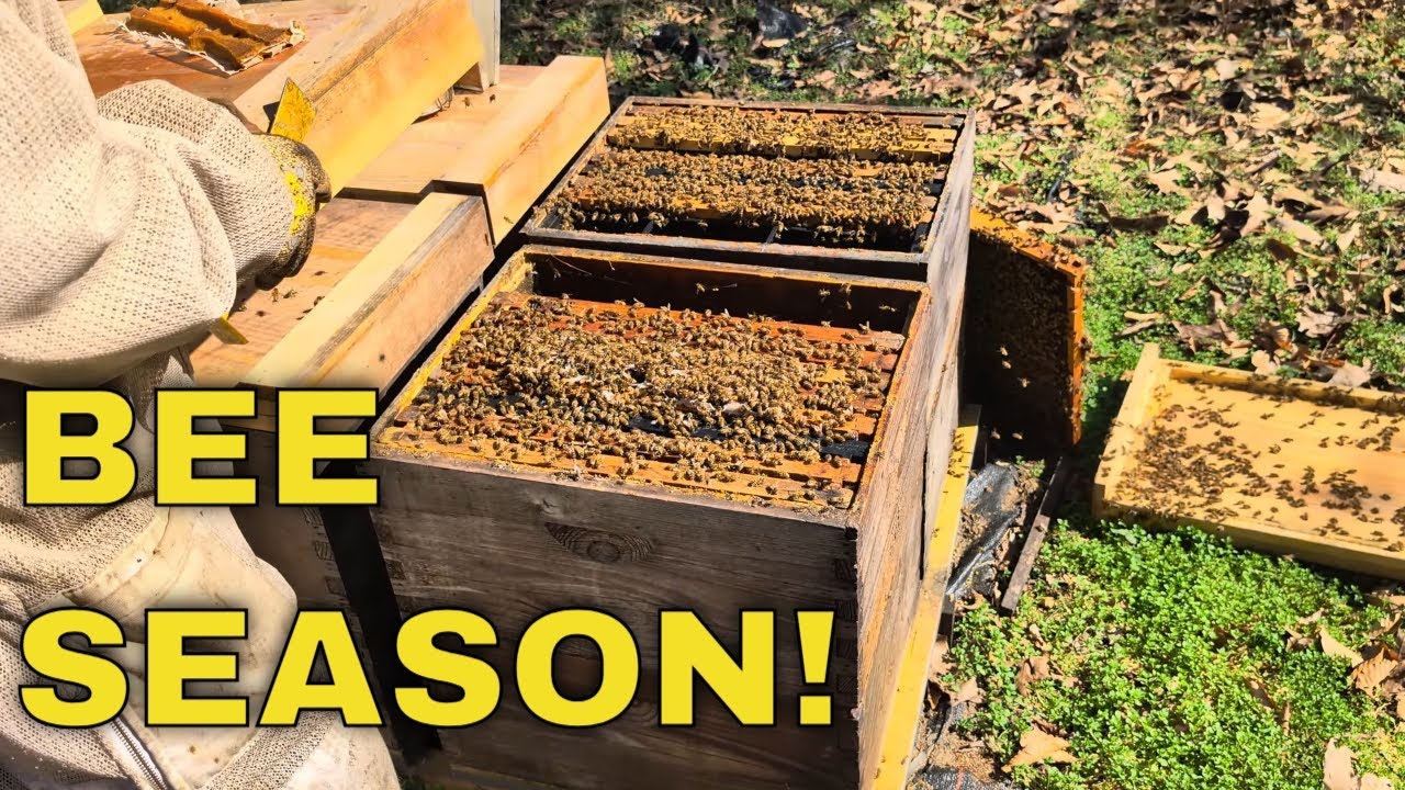 Feb. Multi Hive Inspection - Big Brood, Bad Queen, and Small Champ!