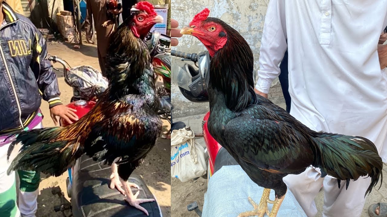 Lahore lari adda aseel murga mandi 