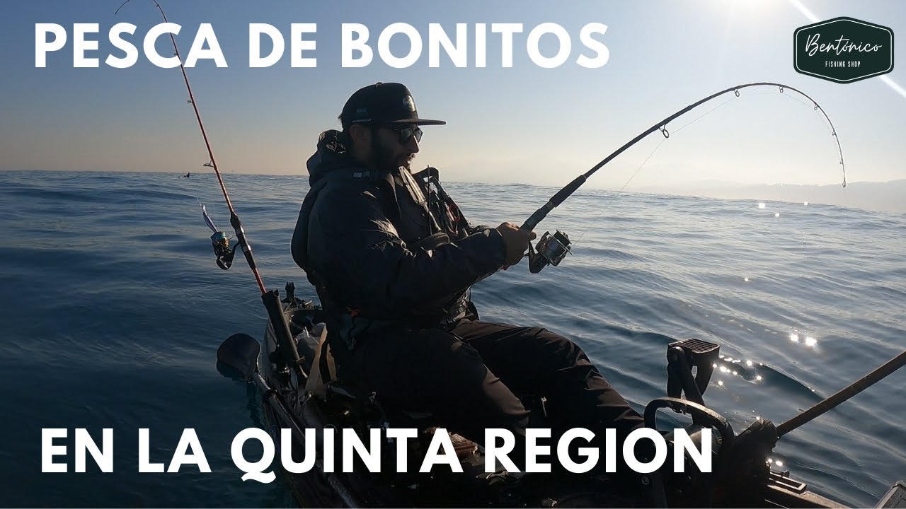 Pesca de Bonitos en La Quinta Región.  piques brutos