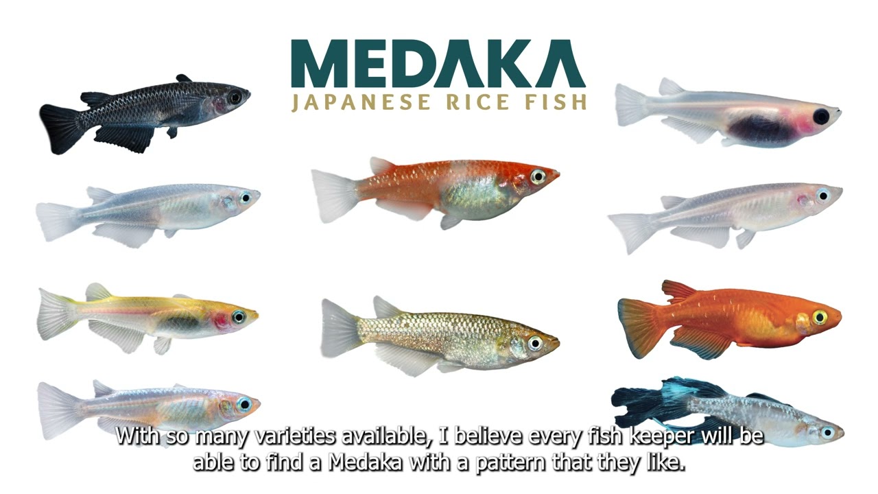 Medaka | Holland Koi Show Interview