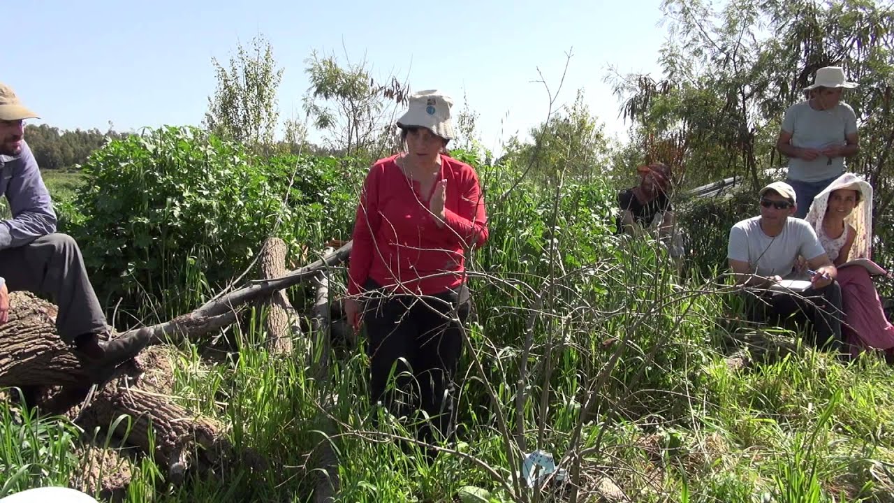איך לגזום עץ רימון (קורס עומק, יער מאכל קדרון)