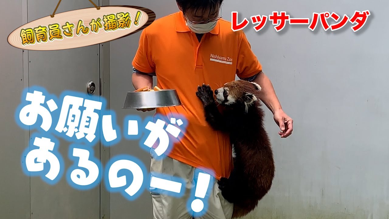 レッサーパンダ エサ欲しさについに飼育員さんを登り出す！（Red panda）